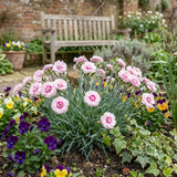 Set of 3 or 6 Carnation Oscar Pink Heart Plants – Fragrant Hardy Perennial Dianthus, Garden Ready, 10.5cm Root-Ball