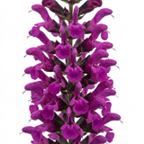1 Large Plant - Salvia Sangoons Plum Crazy, Ready to Plant in Your Garden, 5L