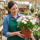 1 Bellis Habanera White English Daisy Plant, Outdoor Garden Ready, Spring & Autumn Bedding, 2Ltr Root-Ball