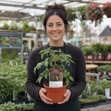 1 Consuelo Cherry Tomato Plant, High Yield Live Vegetable, Outdoor Garden Ready, 2 Litre Root Ball
