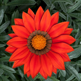 Set of 3 or 6 Large Plants - Gazania Kiss Red, Ready to Plant in Your Garden, Peat-Free