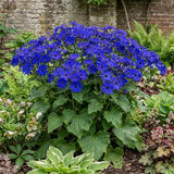 1 Senetti Kobalt Blue Flowering Plant, Large Summer Bedding, Outdoor Garden Ready, 6.5L Root-Ball