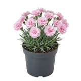 1 Cottage Pinks Dianthus Candy Floss Plant, Summer Flowering Perennial, 17cm Root Ball