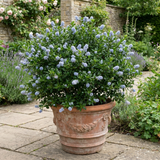 1 Ceanothus Cool Blue Plant, Hardy Blue Flowering Evergreen Shrub, California Lilac, 3 Litre Root Ball