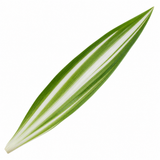 Variegated Spider Plant 1 Litre, Easy Care Houseplant Air Purifying Indoor Variegated Chlorophytum, 12cm Pots