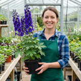 Set of 3 or 6 Delphinium Pacific Giants Black Knight Hardy Perennial Plants, Tall Cottage Garden Flowers, Outdoor Garden Ready, 1 Litre Root-Ball
