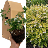 1 Large Plant - Abelia Francis Mason, Ready to Plant in Your Garden, 2L Pot