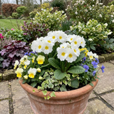 Set of 3 or 6 Primrose Queen White Hardy Perennial Plants, Spring Flowering, Outdoor Garden Ready, 1 Litre Root-Ball