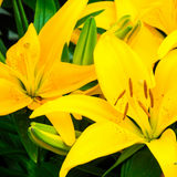 Set of 3 or 6 Large Garden Lily Plants - Asiatic Lily Yellow, Ready to Plant in Your Garden
