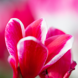 Cyclamen Bicolour Rouge Flame