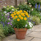 Set of 3 or 6 Coreopsis Early Sunrise Hardy Perennial Plants, Yellow Summer Flowers, Pollinator Friendly, 1 Litre Root Ball