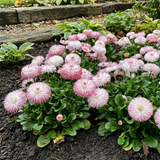 Bellis Habanera Rose