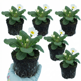 Set of 3 or 6 Primrose Queen White Hardy Perennial Plants, Spring Flowering, Outdoor Garden Ready, 1 Litre Root-Ball