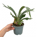 1 Staghorn Fern Platycerium Bifurcatum, Exotic Indoor Tropical Houseplant, Live Plant, 2 Litre Root Ball