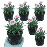 Set of 3 or 6 Carnation Oscar Pink Heart Plants – Fragrant Hardy Perennial Dianthus, Garden Ready, 10.5cm Root-Ball