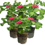 Set of 3 or 6 Large Plants - Geranium Calliope Rose Splash, Ready to Plant in Your Garden