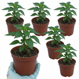 Set of 3 or 6 Large Plants - Grow Your Own Chilli Pepper Apache, Garden Ready