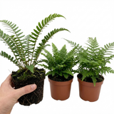 Set of 3 or 6 Soft Shield Fern Polystichum Setiferum Plants, Hardy Evergreen Shade Perennials, 1 Litre Root-Ball