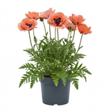 1 Oriental Papaver Paradiso Hardy Perennial Poppy Plant, Outdoor Garden Ready, 3 Litre Root-Ball