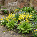 Set of 3 or 6 Primula Veris Yellow Cowslip Primrose Plants, Hardy Perennial, Spring Flowering, Outdoor Garden Ready, 1 Litre Root-Ball