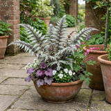 Set of 3 or 6 Japanese Painted Fern Athyrium Pewter Lace Plants, Hardy Shade Perennial, 1 Litre Root Ball