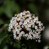 Viburnum Tinus 19cm/3L