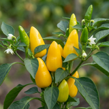Set of 3 or 6 Large Sweet Pepper Plants - Astor Variety, Ready to Plant in Your Garden