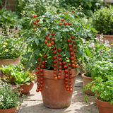 Set of 3 or 6 Large Plants - Tomato Sweet Million Variety, Ready to Plant in Your Garden