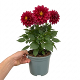 1 Large Plant - Dahlia Maggiore Fun Pomegranate, Ready to Plant in Your Garden