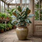 1 Ficus Robusta Rubber Plant, Air Purifying Low Maintenance Houseplant, 17cm Root-Ball