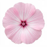1 Lavatera Barnsley Baby Hardy Mallow Plant, Outdoor Garden Ready Flowering Shrub, 17cm Root-Ball