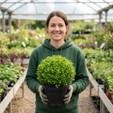 1 Pittosporum Golf Ball Evergreen Shrub, Hardy Low Maintenance Outdoor Garden Plant, 3 Litre Root-Ball