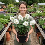 1 Philadelphus Virginal Mock Orange Plant, Fragrant White Flowering Shrub, 2L Root-Ball