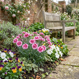 Set of 3 or 6 Carnation Oscar Pink Heart Plants – Fragrant Hardy Perennial Dianthus, Garden Ready, 10.5cm Root-Ball
