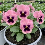 3 Hardy Pansy Plants Pink with Blotch, Garden Ready Spring & Autumn Flowering, 3Ltr Root Ball