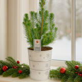 Christmas tree in white metal planter with lights
