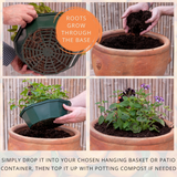 7 Colour Coordinated Plants - Tangerine Twist Theme Speedplanter, Garden Ready