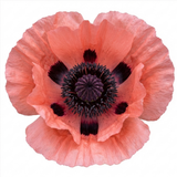 Set of 3 or 6 Papaver Orientale Victoria Louise Hardy Perennial Poppy Plants, Outdoor Garden Ready, 1 Litre Root-Ball