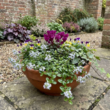 Set of 3 or 6 Veronica Repens Creeping Speedwell Plants, Hardy Flowering Perennial Ground Cover, Outdoor Garden Ready, 1 Litre / 11cm Root-Ball