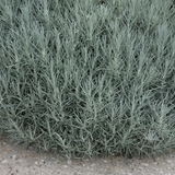 Curry Plant