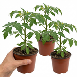 Set of 3 or 6 Large Plants - Tomato Alicante Variety, Ready to Plant in Your Garden