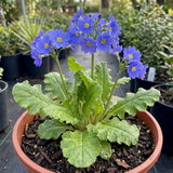 1 Primula Oakleaf Blue Perennial Plant, Hardy Spring Flowering Garden Ready, 2 Litre Root-Ball