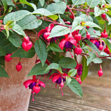 Fuchsia Dollar Princess