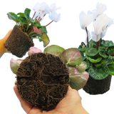 Cyclamen Flame White