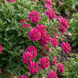 Set of 3 or 6 Verbena Trailing Magelana Hot Rose Plants, Summer Bedding Garden Ready, 10.5cm Root-Ball