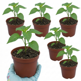 Set of 3 or 6 Large Chilli Pepper Plants - Scotch Bonnet, Ready to Plant in Your Garden
