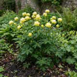 1 Trollius Lemon Queen Globeflower Plant, Spring Flowering Yellow Hardy Perennial, 17cm Root-Ball