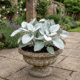 1 Senecio Angel Wings Plant, Hardy Silver Foliage Perennial, Outdoor Garden Ready, 2L Root-Ball