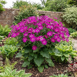 1 Senetti Pericallis Pop Magenta Live Plant, Outdoor Summer Bedding Flowers, 17cm Root-Ball