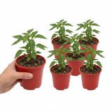 Set of 3 or 6 Large Plants - Sweet Pepper Snack Yellow, Ready to Plant in Your Garden